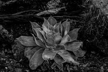 Dudleya BW