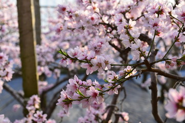 In full bloom in the peach blossom