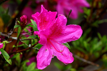 Close-up of Azaleas bloom in spring, Chiang rai province , Thailand.