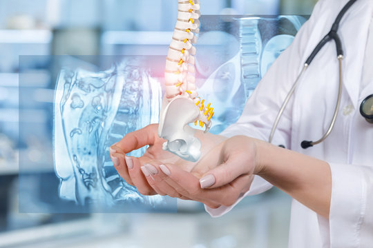 An artificial spine model with pelvis unite in doctors hands.