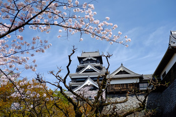 Fototapeta premium Landscape of Kumamoto castle with Sakura flowers as foreground , Kumamoto, Japan