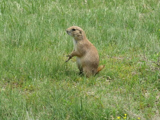 Naklejka na ściany i meble Black-Tailed Prairie Dog (Cynomys ludovicianus) standing in green grass at Devils Tower National Monument, Wyoming
