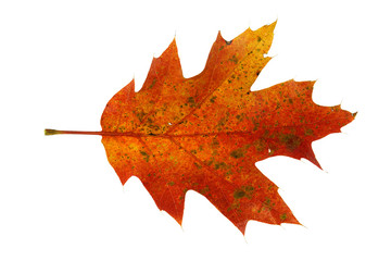 red autumn maple leaf isolated on white background