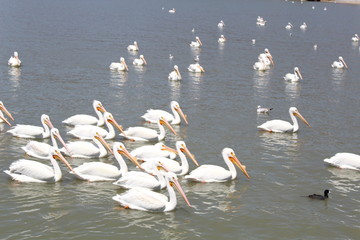 Pelicanos 6