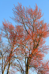 spring red tree under sunlight