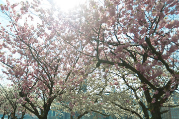 Cherry Blossom Trees in New York city on a bright summer sunny day celebrating japanese culture. They were exported from Japan full bloom
