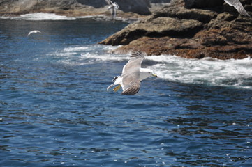 Bay area in Iwate Prefecture, Japan