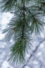 fir tree branch