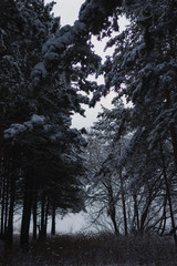 sunset in the forest