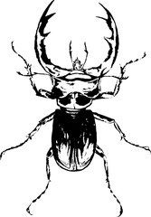 Hand drawn ink illustration.  Stag-beetle, insect, forest, nature, lucanus cervus - 262662497