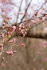 Blooming apricot flower，Prunus sibirica