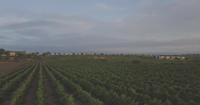 aerial image about wine plantation in Utiel