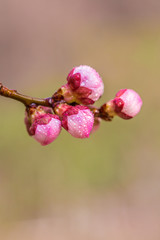 Blooming apricot flower，Prunus sibirica