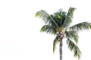 Fototapeta na wymiar isolated green coconut tree