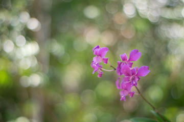 Purple wild orchid Colorful orchid