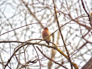 The bird sits on a tree branch in the 