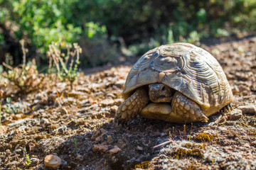 Turtle animal reptile in wild nature walking 