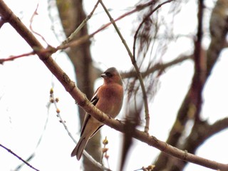 The bird sits on a tree branch in the 