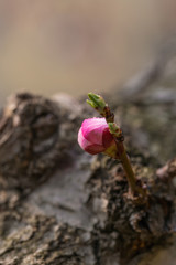 Blooming apricot flower，Prunus sibirica