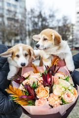 Two small puppies with bouquet of flowers.