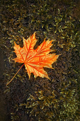 orange maple leaf on moss in forest. Close up of single autumn maple leaf on nature background. concept of hello autumn, beautiful scene fall season, nature, environment. soft focus