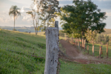 arvores estradas e pastagens de fazenda rural