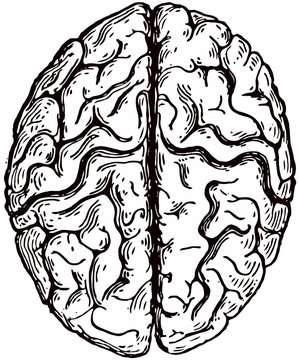 hand drawn vector illustration of human brain