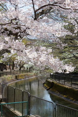 Fototapeta na wymiar 京都　琵琶湖疏水の桜