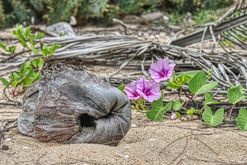 Dieses einzigartige Foto zeigt eine alte Kokosnuss und Palmblätter am Strand. Eine wunderschöne lila Blume beginnt zu wachsen.