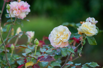 flores rosas vermelhas e brancas