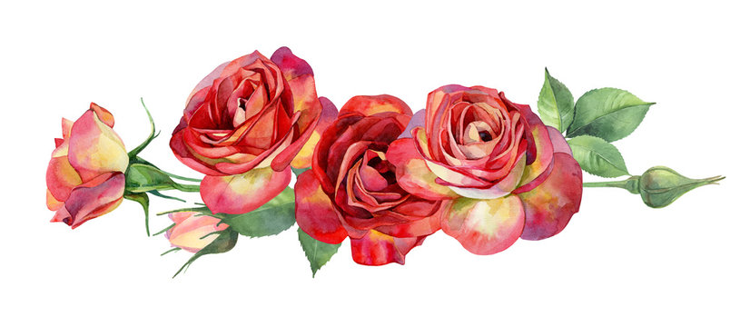 Horizontal of red watercolor roses