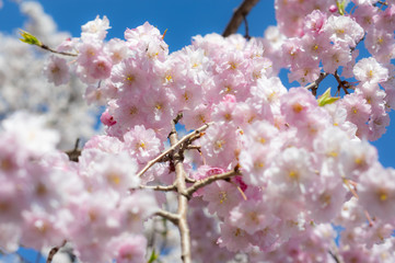 Takada castle in spring with cherry blossam in Niigata