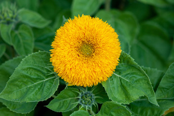Decorative sunflower.  Variety - Teddy Bear. Helianthus