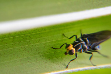 moscas e insetos mosca varejera e da banana
