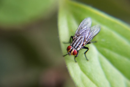 moscas e insetos mosca varejera e da banana