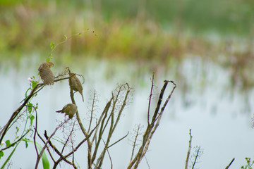 pássaros pequenos alimentando-se de sementes em margem de lago