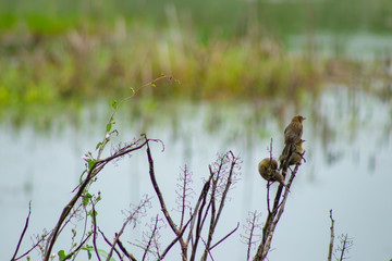 pássaros pequenos alimentando-se de sementes em margem de lago
