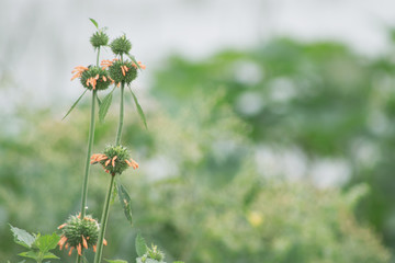 plantas e flores selvagens plantas com espinhos