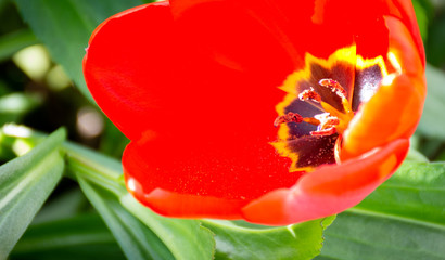 tulip pollen