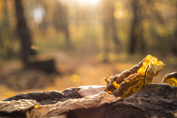 Orange autumn and spring