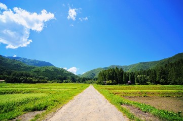 日本の夏の田園風景