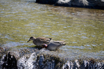 川の鴨