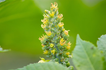 plantas e flores selvagens plantas com espinhos