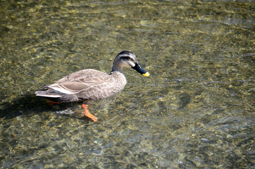 川の鴨