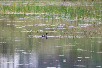 aves aquaticas em lago pato selvagem