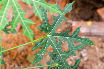 Chaya or tree spinach, is a large, growing leafy perennial shrub.