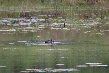 patos selvagens nadando e caçando em lago
