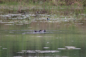 patos selvagens nadando e caçando em lago