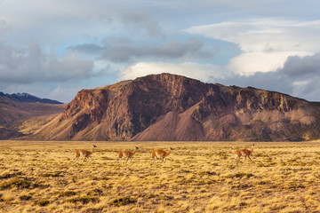 Guanaco