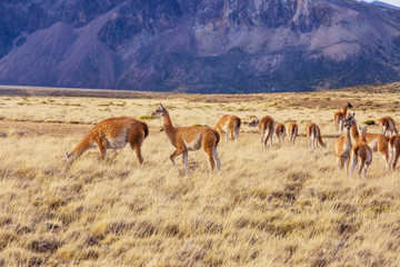 Guanaco
